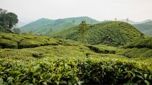 Camellia sinensis plant - Matcha tea plant