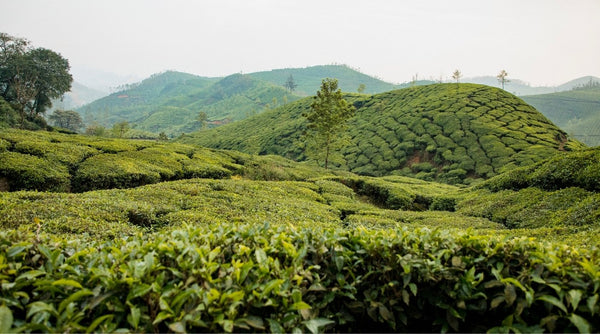 Camellia sinensis plant - Matcha tea plant